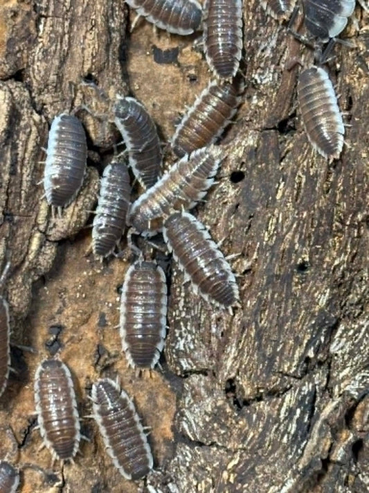 PORCELLIO SP SEVILLA/ hoffmannseggi -- "Chocolate" or Regular "Blues" Each 1 count =10+ Pods