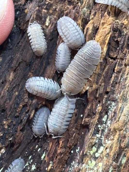 ARMADILLIDIUM PERACCAE Isopods Each 1 count =10+ Pods