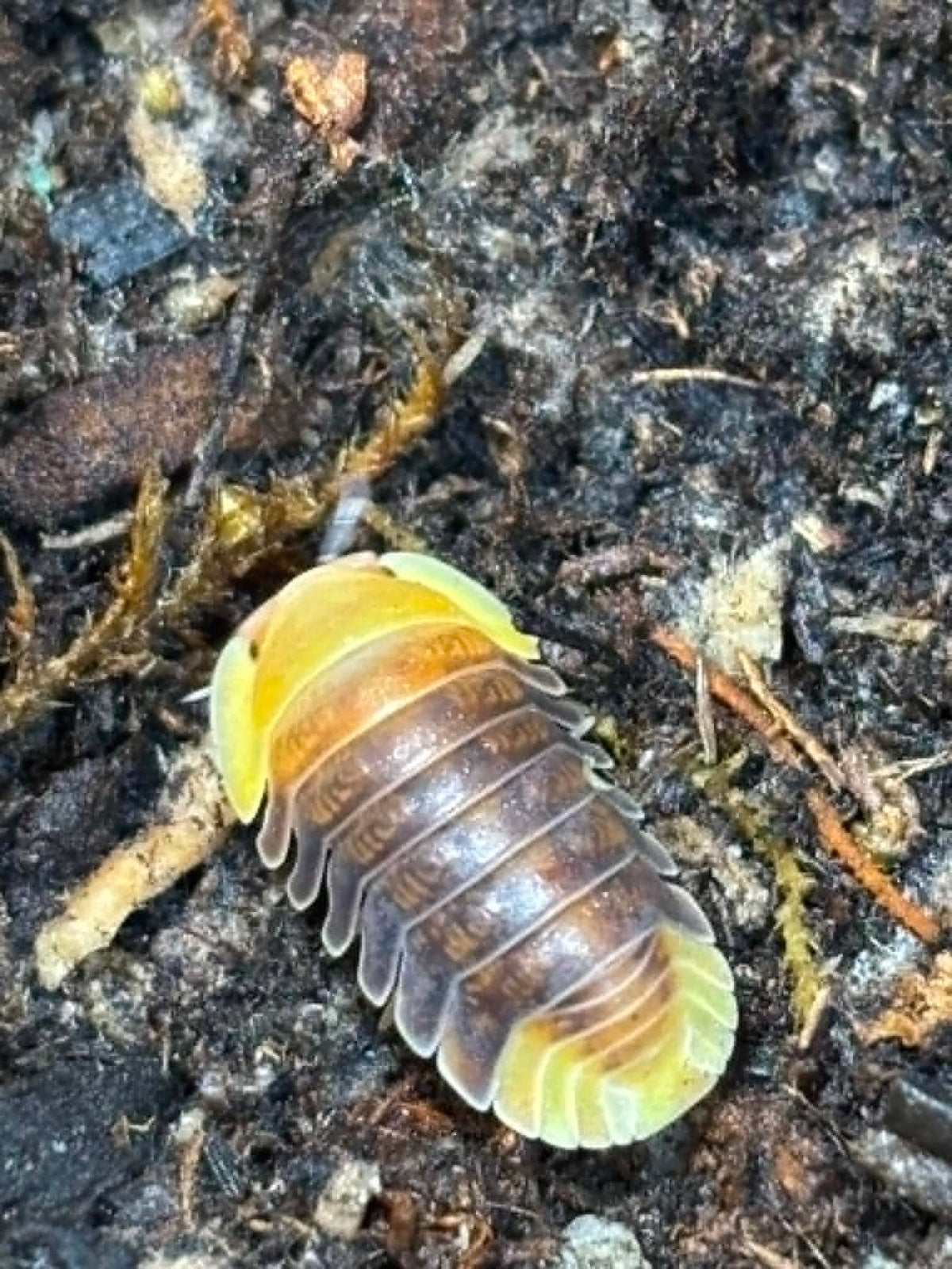 CUBARIS RUBBER DUCKY Isopods Each 1 count =10+ Pods