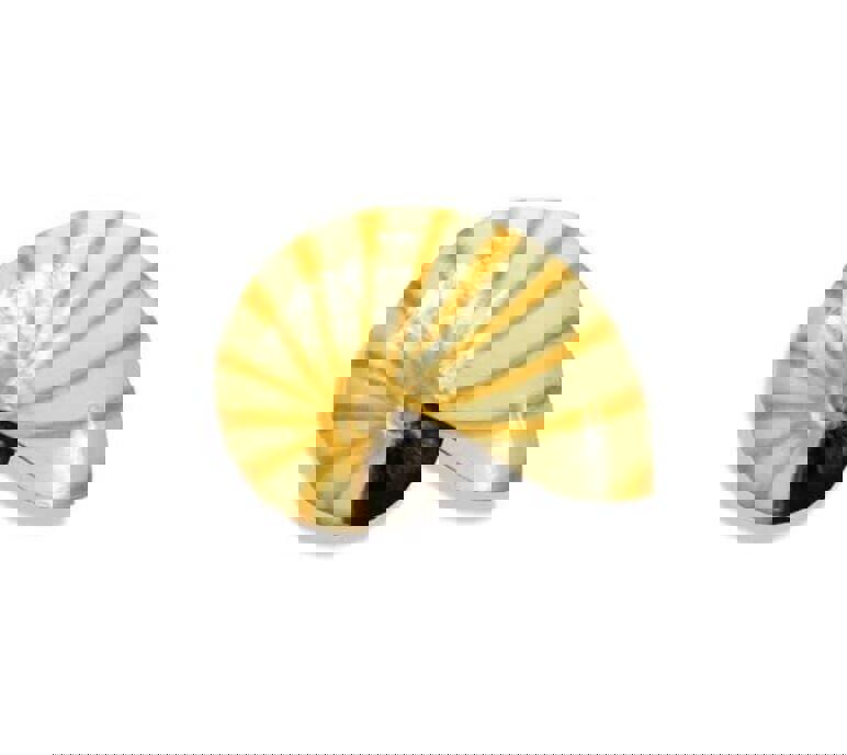 Nautilus Shell aquarium ornament - Small