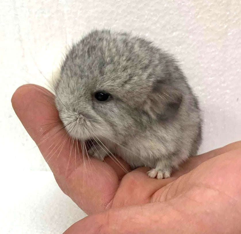 Chinchilla Babies