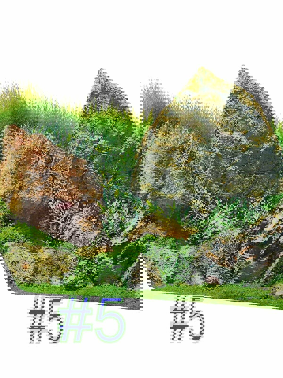 Aquarium/ Reptile Tank Backgrounds Choose your size- Double sided for added fun.