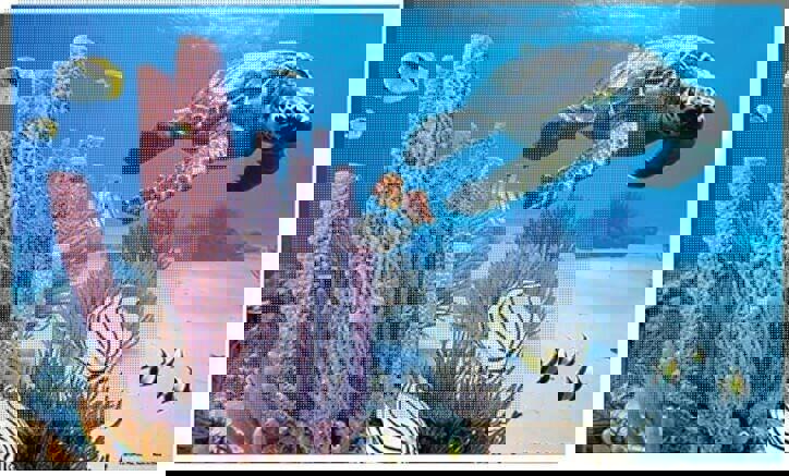 Sea Turtle 3D 10g AQUARIUM BACKGROUND