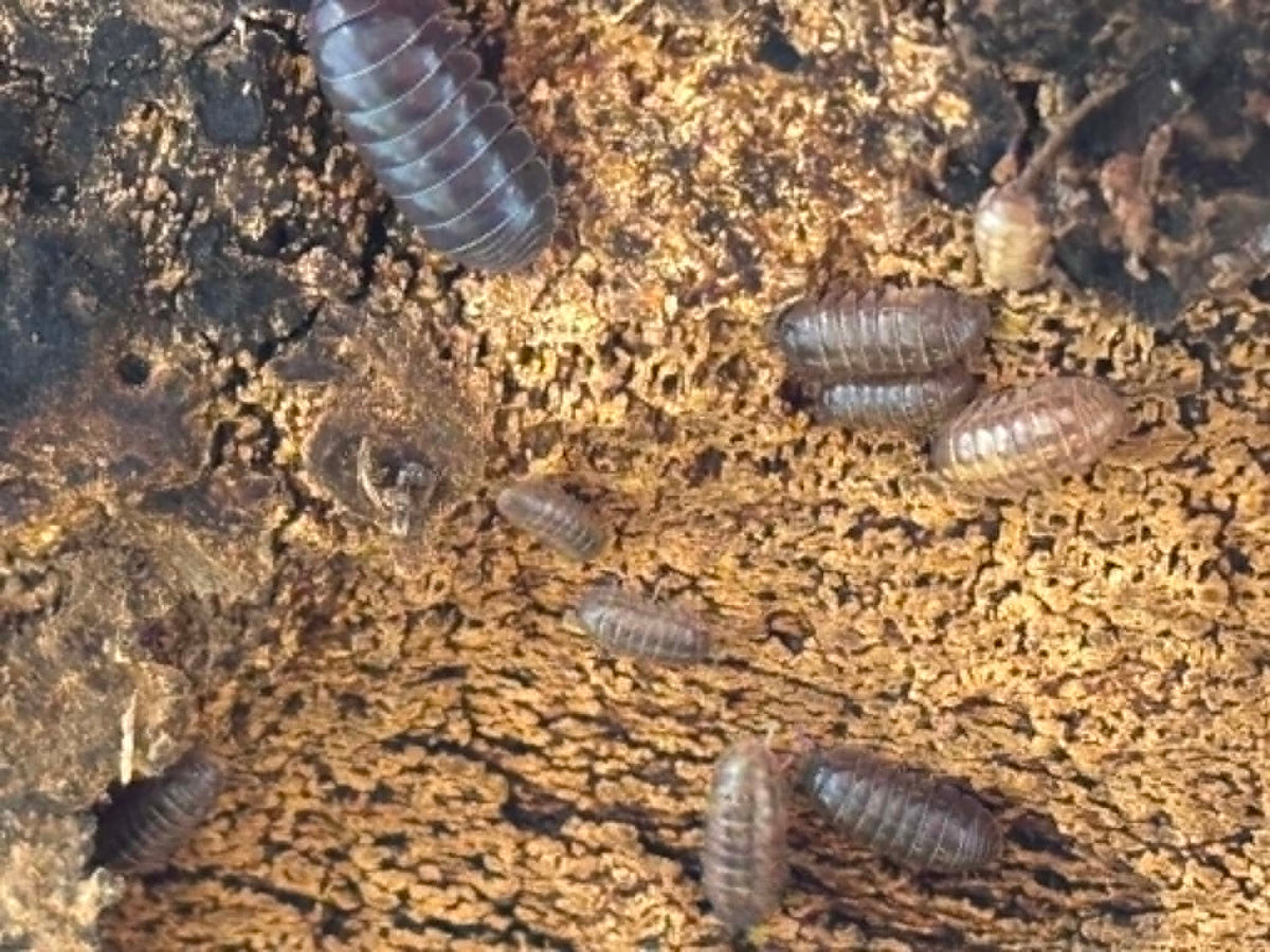ARMADILLIDIUM VULGAR --GEM MIX Isopods Each 1 count =10+ Pods