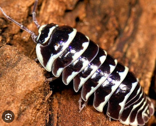 ARMADILLIDIUM PERACCAE