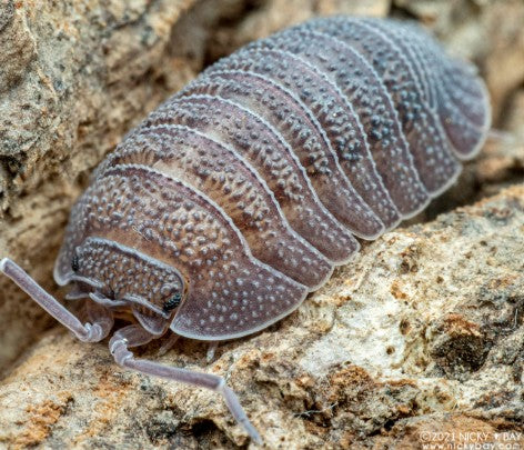 ARMADILLIDIUM VULGAR --GEM MIX