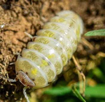 ARMADILLIDIUM --YELLOW ZEBRA