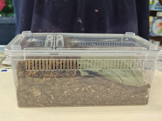 Isopod & Invertebrate Starter kit (Home only -no live included)