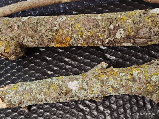 Lichen Sticks Bark Pieces – Natural Treats for Isopods by PNC Family FInds