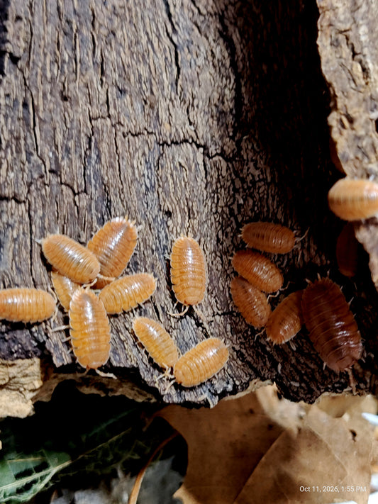 PORTCELLIO DILATAUS -RUST Isopods 10+ Pods