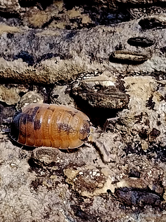 PORCELLIO SCABER LAVA Isopods 10ct