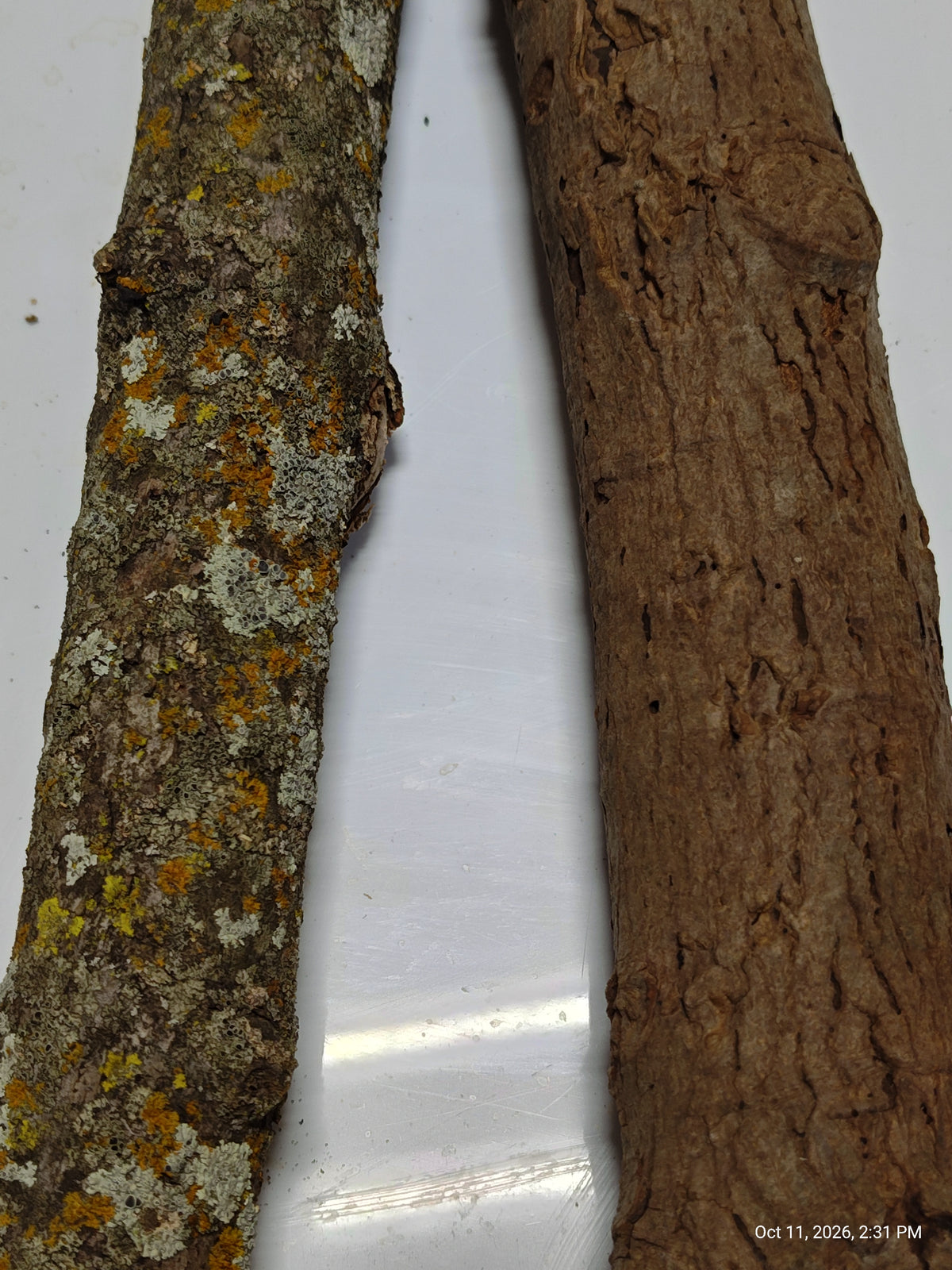 Lichen/Moss Logs and Bark Hides Sm/Medium Full Large Bag for Isopods & Bio Actives