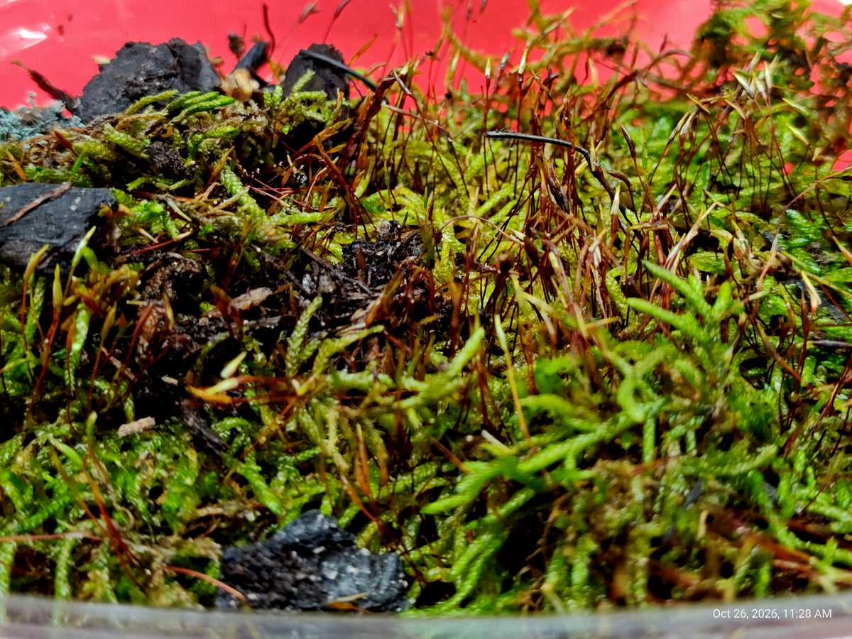 Live Plants Great for Pet Enclosures and More Grown by PNC