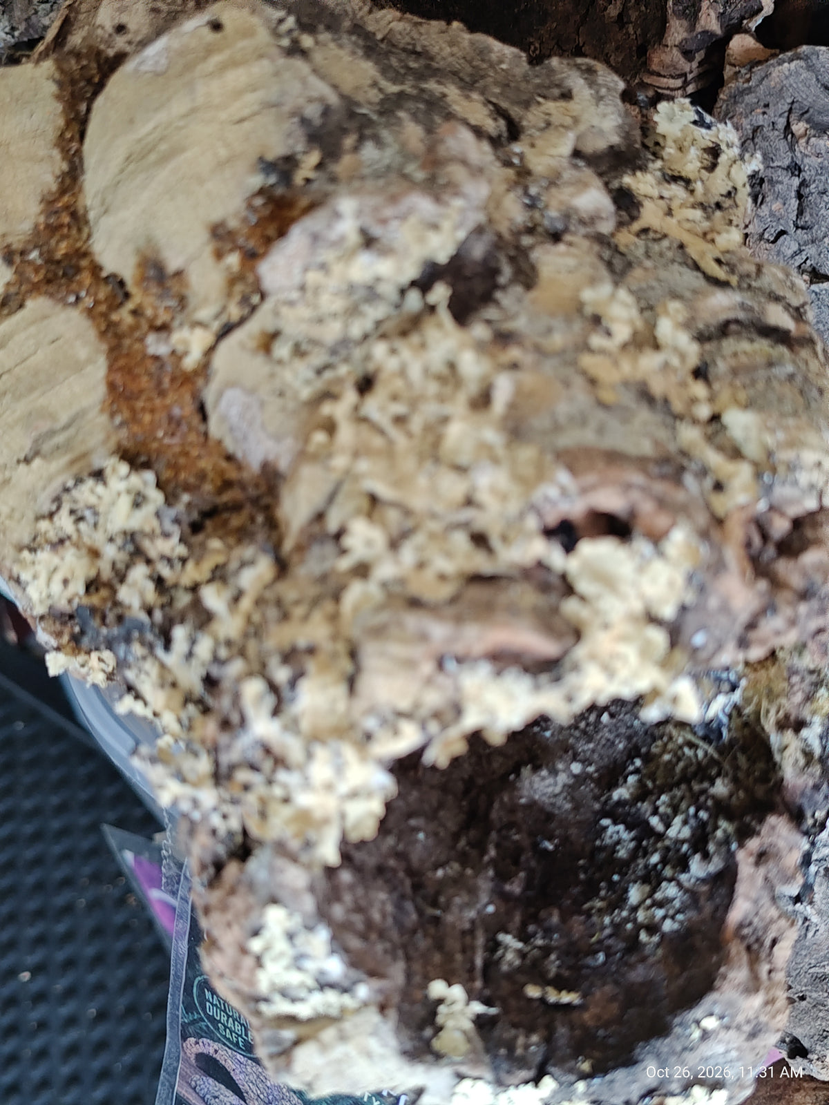 Cork Bark Hide for Reptiles – Nature's Cozy Cave by PNC Family FInds