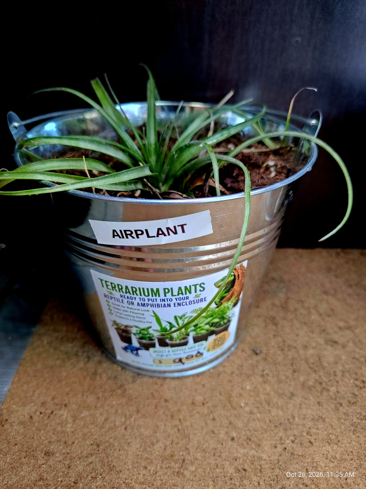 Airplant Live Plant – Grown by PNC