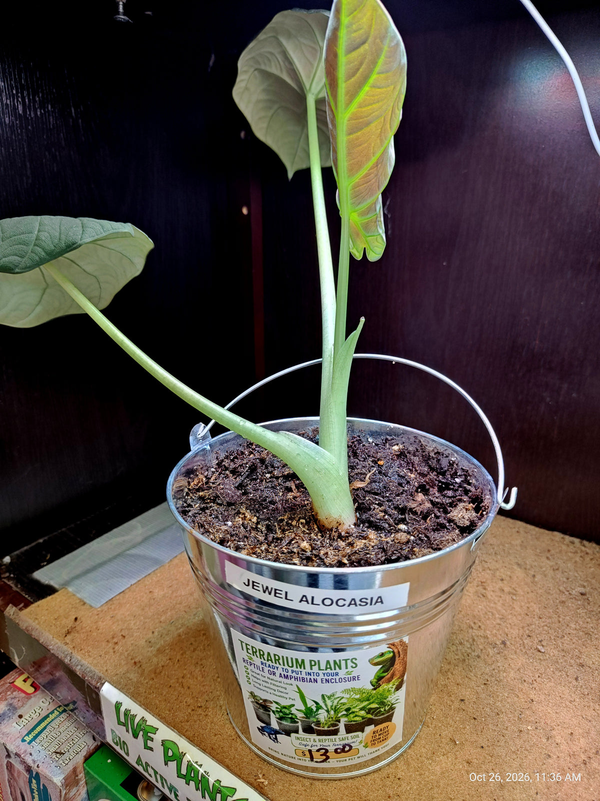 Jewel Alocasia Live Potted Plant – Grown by PNC