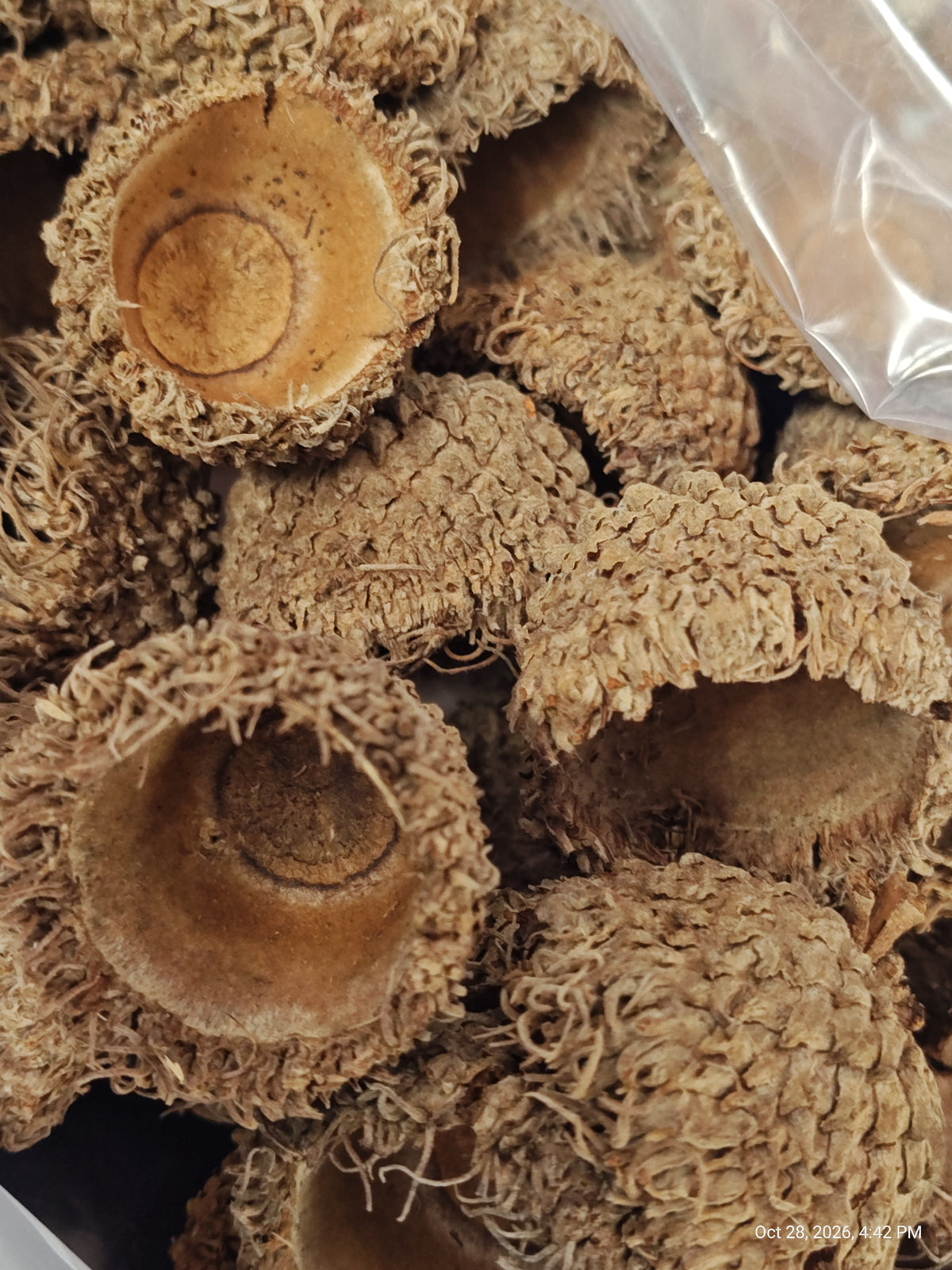 Isopods & Invertebrate Natural Mossy White Oak Acorn Caps – Nature's Treasure by PNC Family FInds