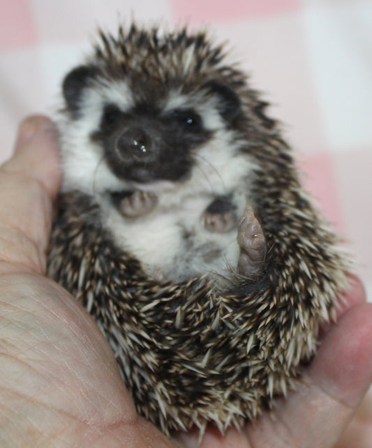 African Pygmy Hedgehog Babies – Cuddly Companions by PNC Family FInds