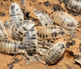 PORCELLIO LAEVIS --MILK BACKS