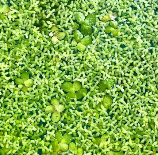 Aquatic Plant Mix features vibrant green floating plants for aquariums.