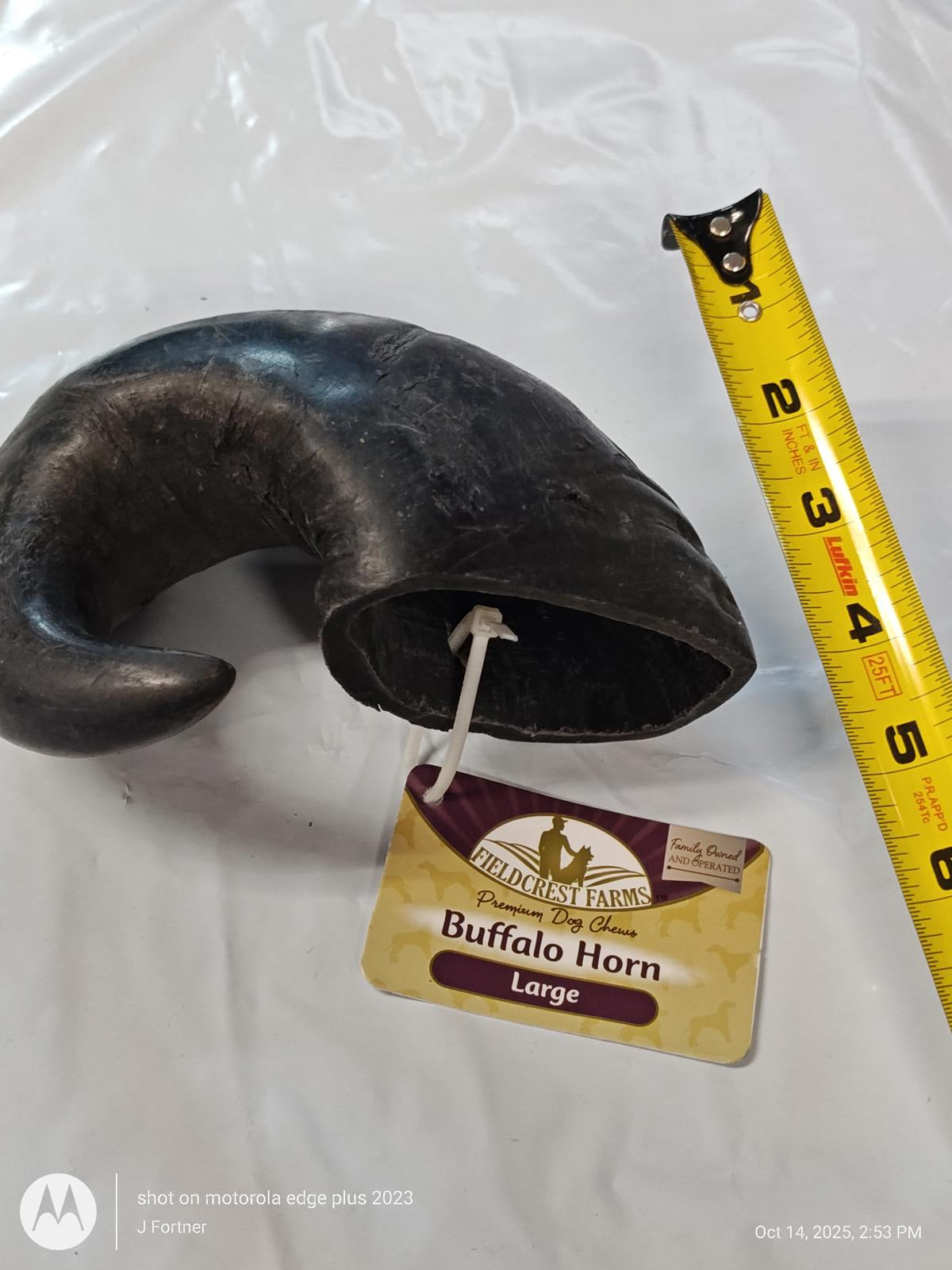 Buffalo Horn large with a smooth black finish and measuring tape for size reference.
