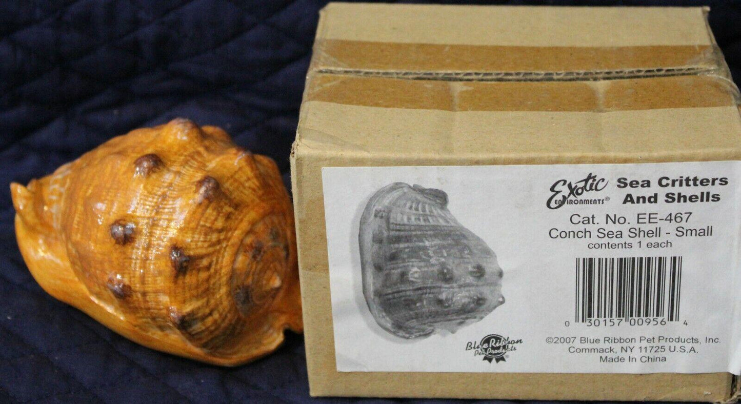 Conch Sea Shell small with packaging, showcasing its natural orange color and unique texture.