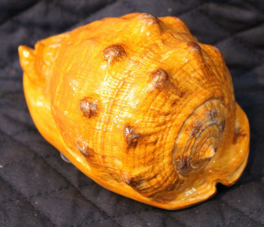 Decorative conch shell with a vibrant orange color and textured surface.