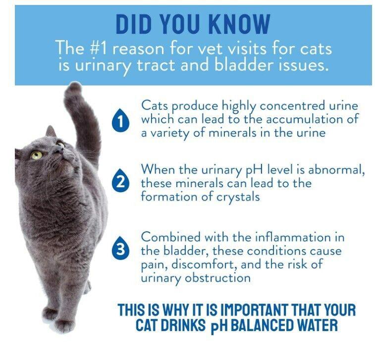 pH Balanced Water for Cats helps prevent urinary tract issues and bladder discomfort.