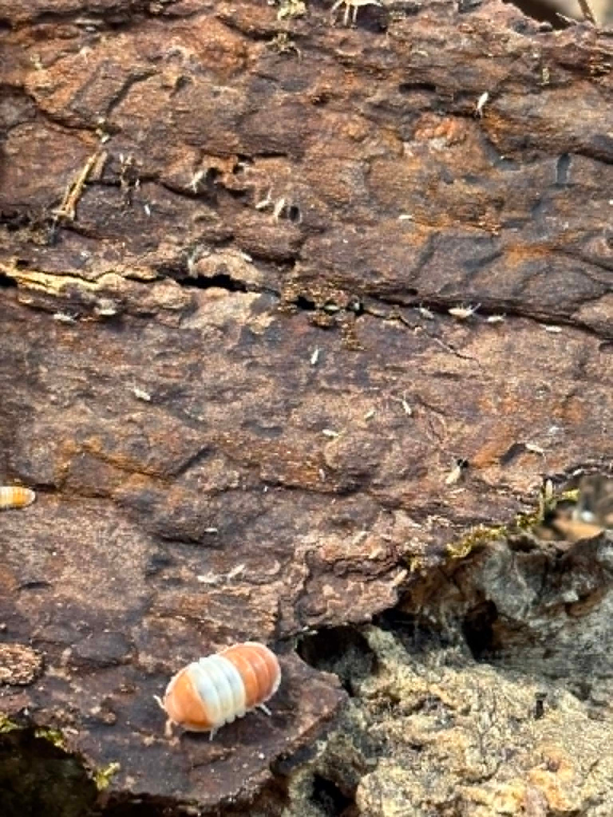 CUBARIS RED PANDA Isopods Each 1 count =10+ Pods