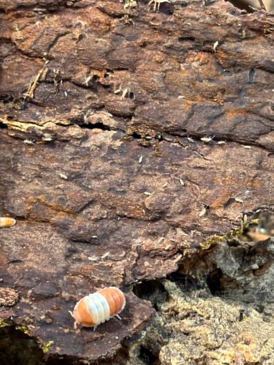 CUBARIS RED PANDA Isopods Each 1 count =10+ Pods