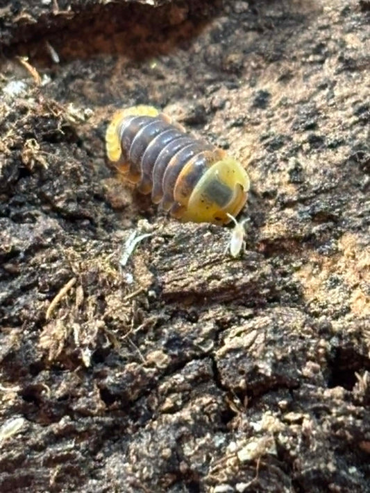 CUBARIS RUBBER DUCKY Isopods Each 1 count =10+ Pods