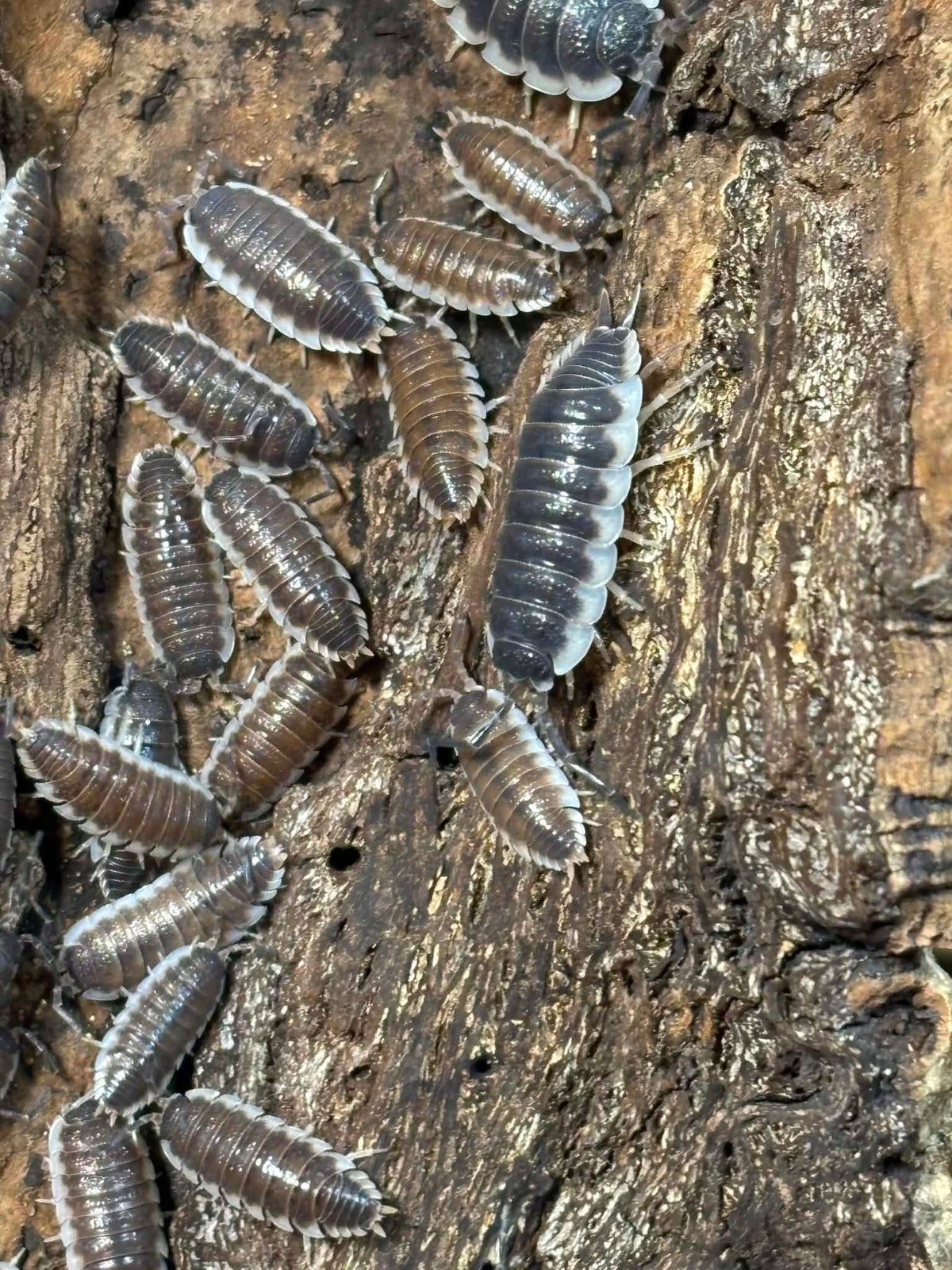 PORCELLIO SP SEVILLA/ hoffmannseggi -- "Chocolate" or Regular "Blues" Each 1 count =10+ Pods