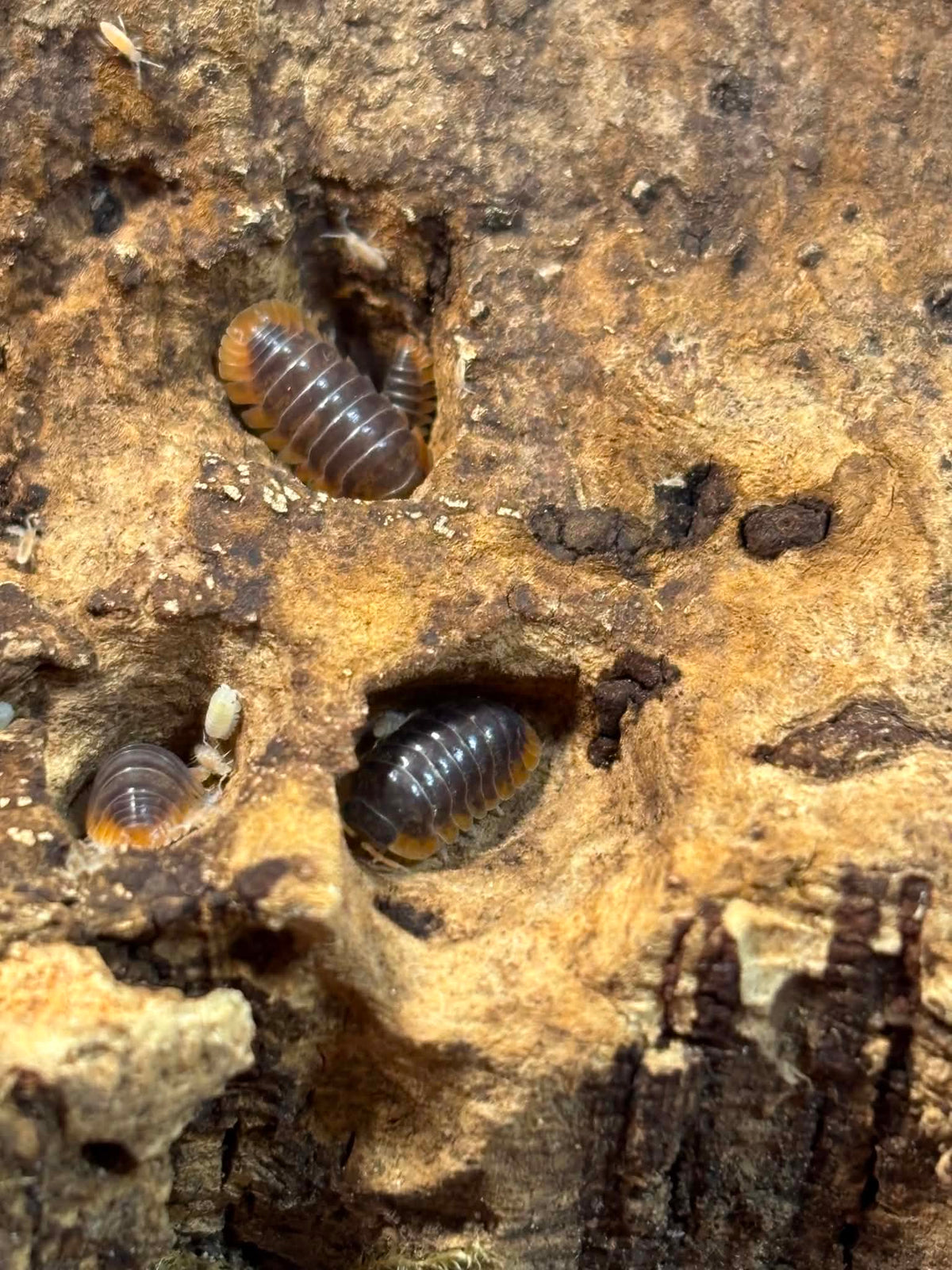 CUBARIS SP MIYAKO JAPANESE RED EDGE Isopods Each 1 count =10+ Pods