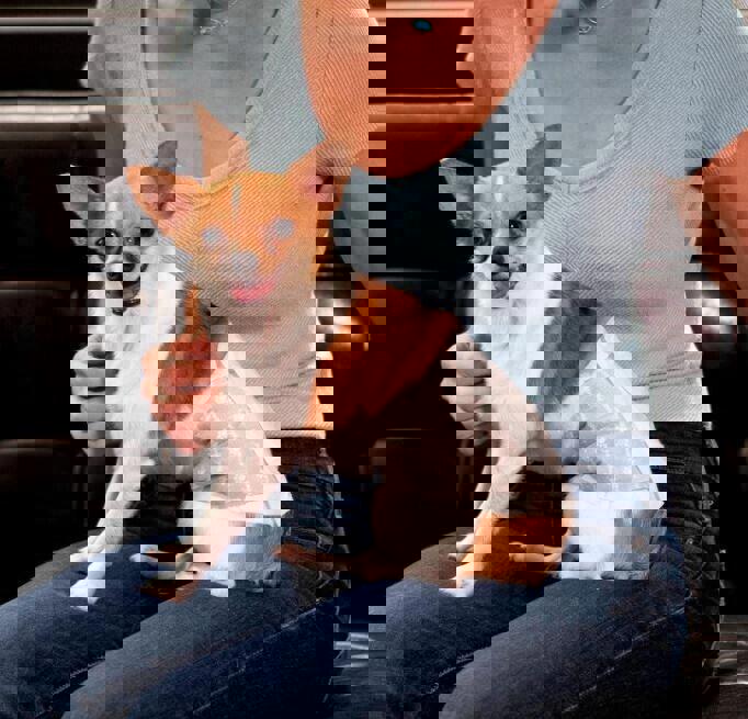 Paw Inspired Select Fit Disposable Male Wrap | Belly Band for Male Dogs with Ext