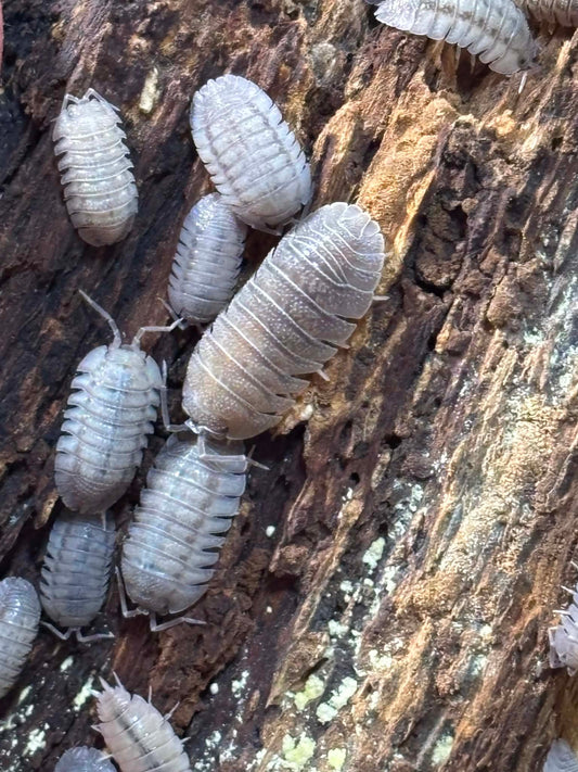 ARMADILLIDIUM PERACCAE Isopods Each 1 count =10+ Pods