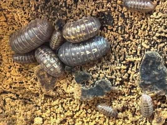 ARMADILLIDIUM VULGAR --GEM MIX Isopods Each 1 count =10+ Pods