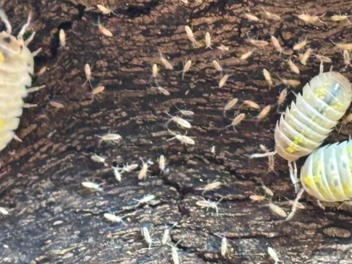 ARMADILLIDIUM VULGAR --MAGIC POTION Each 1 count =10+ Pods