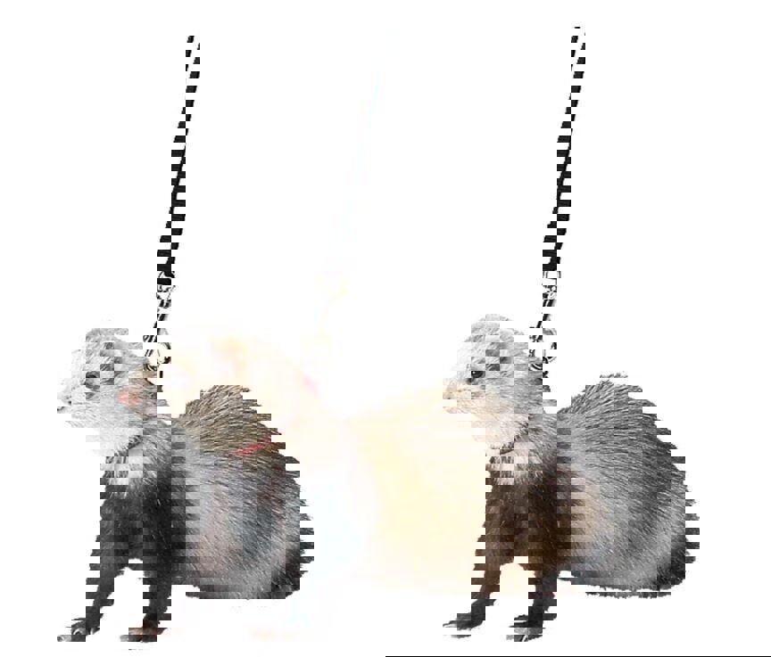 Marshall Pet Marshall Ferret Harness And Lead Combo ASST COLORS