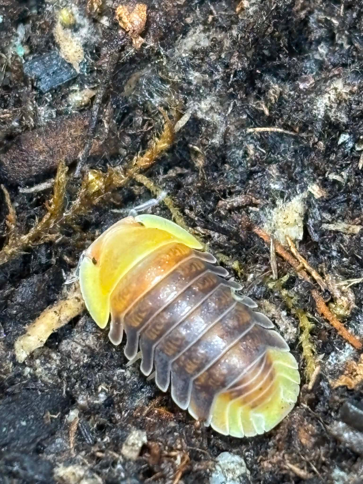 CUBARIS RUBBER DUCKY Isopods Each 1 count =10+ Pods
