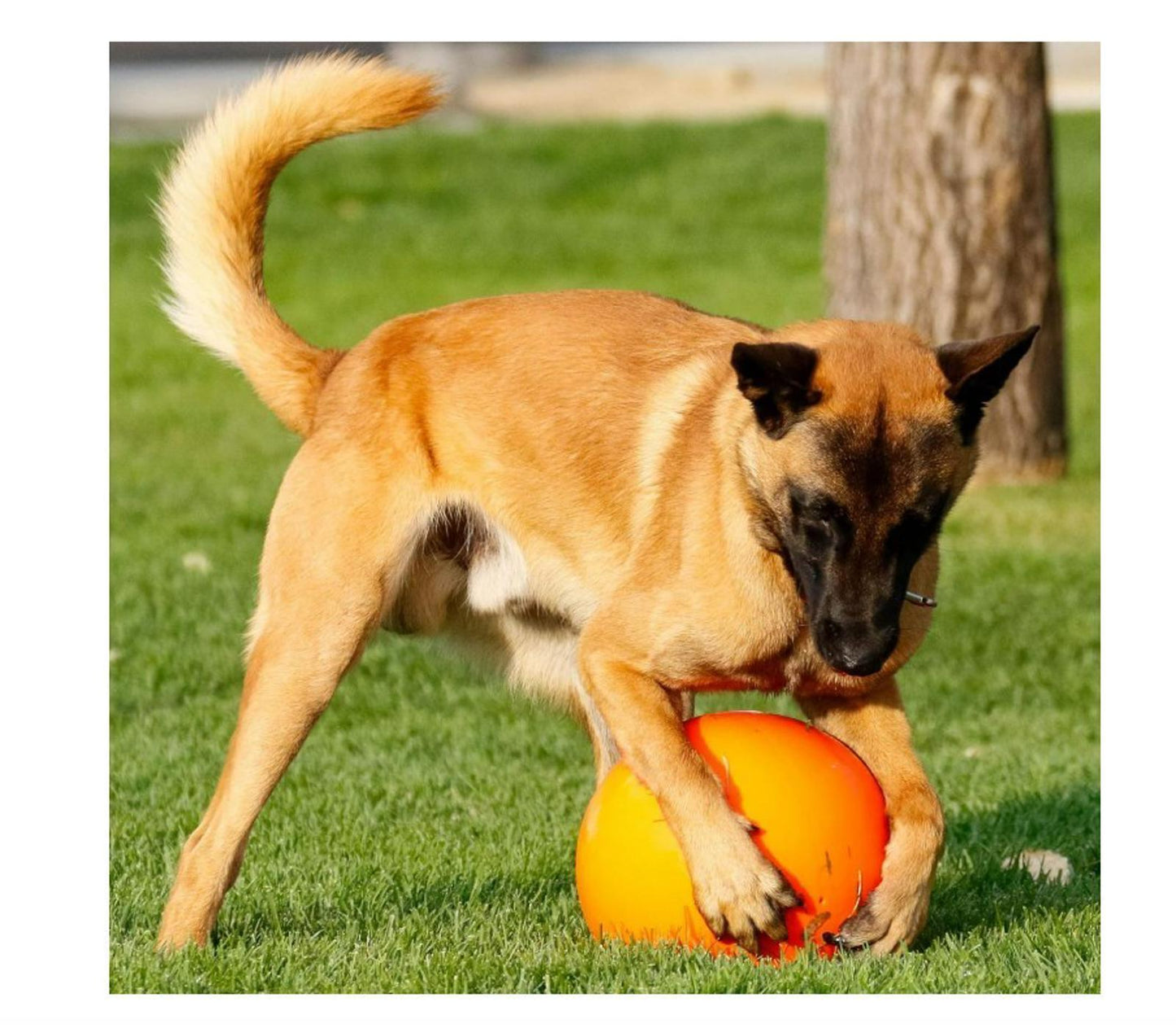 Virtually Indestructible Best Ball for Dogs, 10-inch Orange