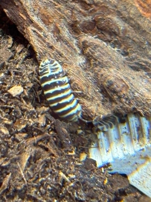 ARMADILLIDIUM --YELLOW ZEBRA