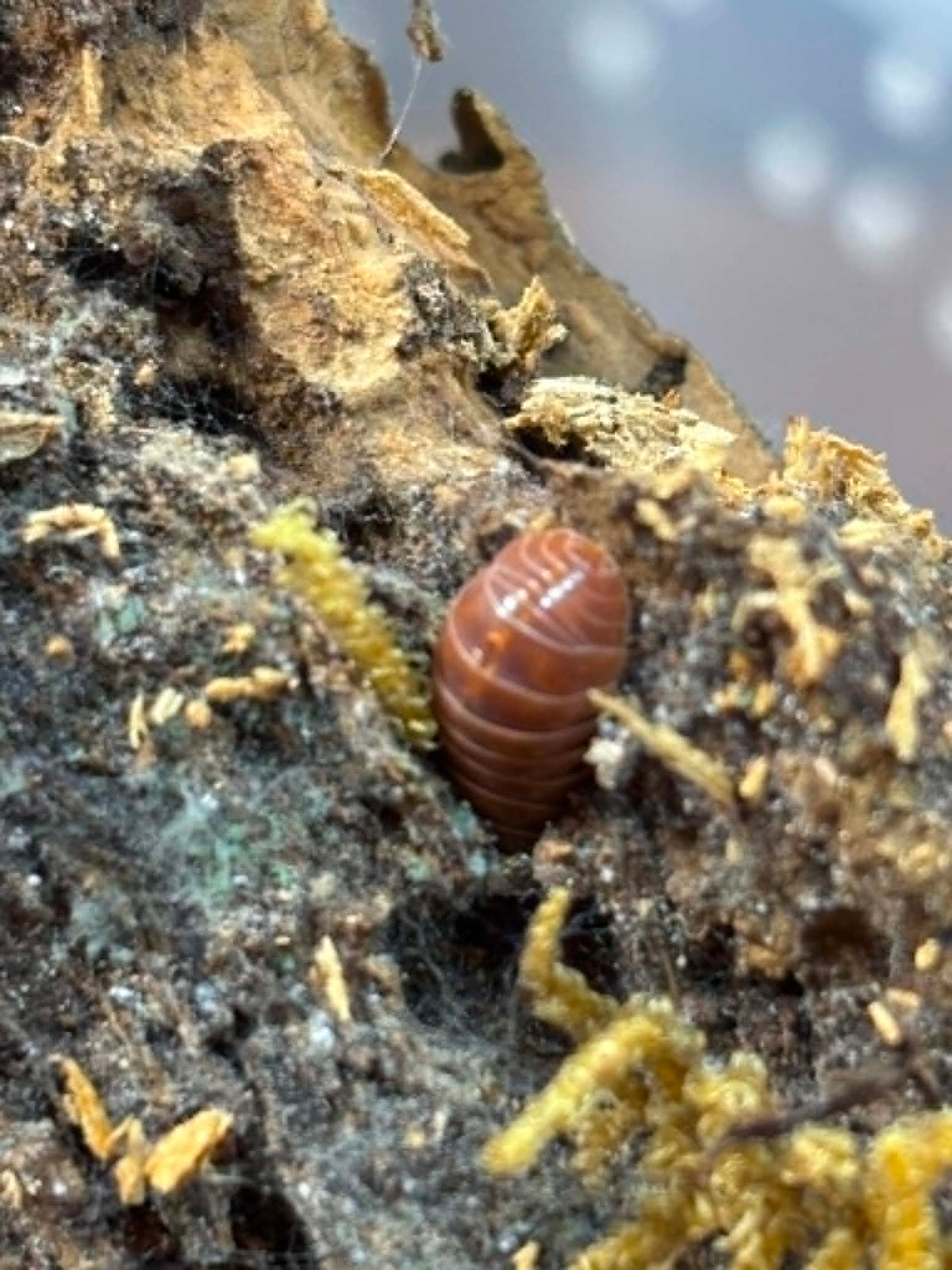 ARMADILLIDIUM VULGAR --Orange Vigor Each 1 count =10+ Pods