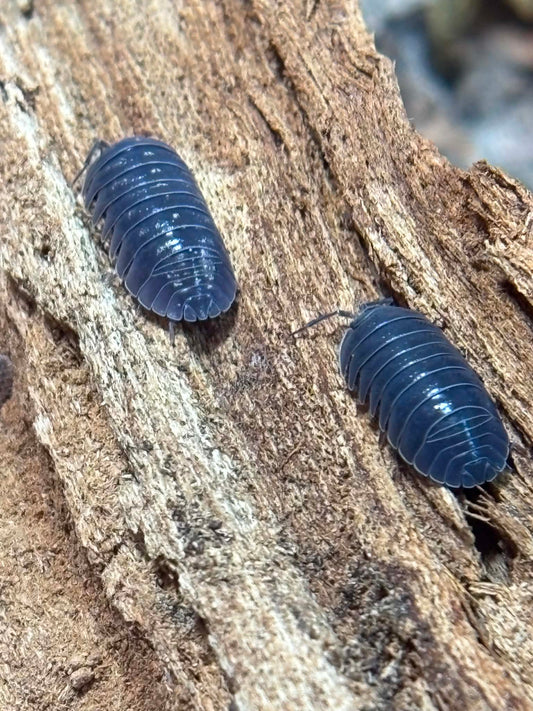 ARMADILLIDIUM DEPRESSUM Isopods 10+