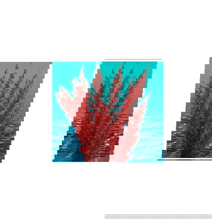 Nature's Image: Aquafern Medium, Freshwater 6" Red, Green or Rainbow Decor