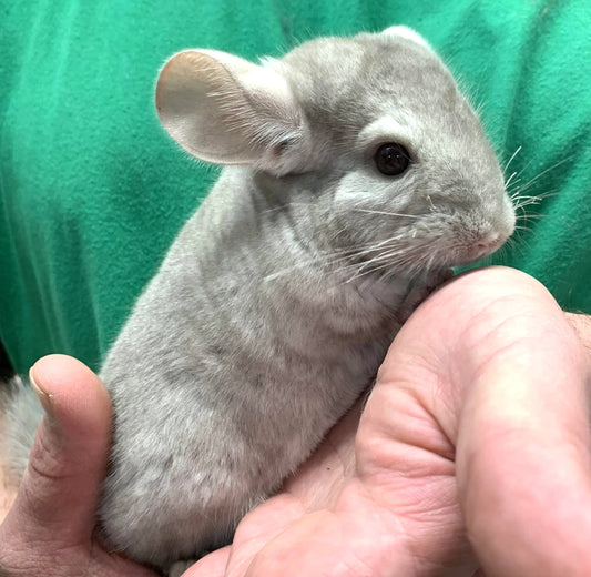 Chinchilla Babies