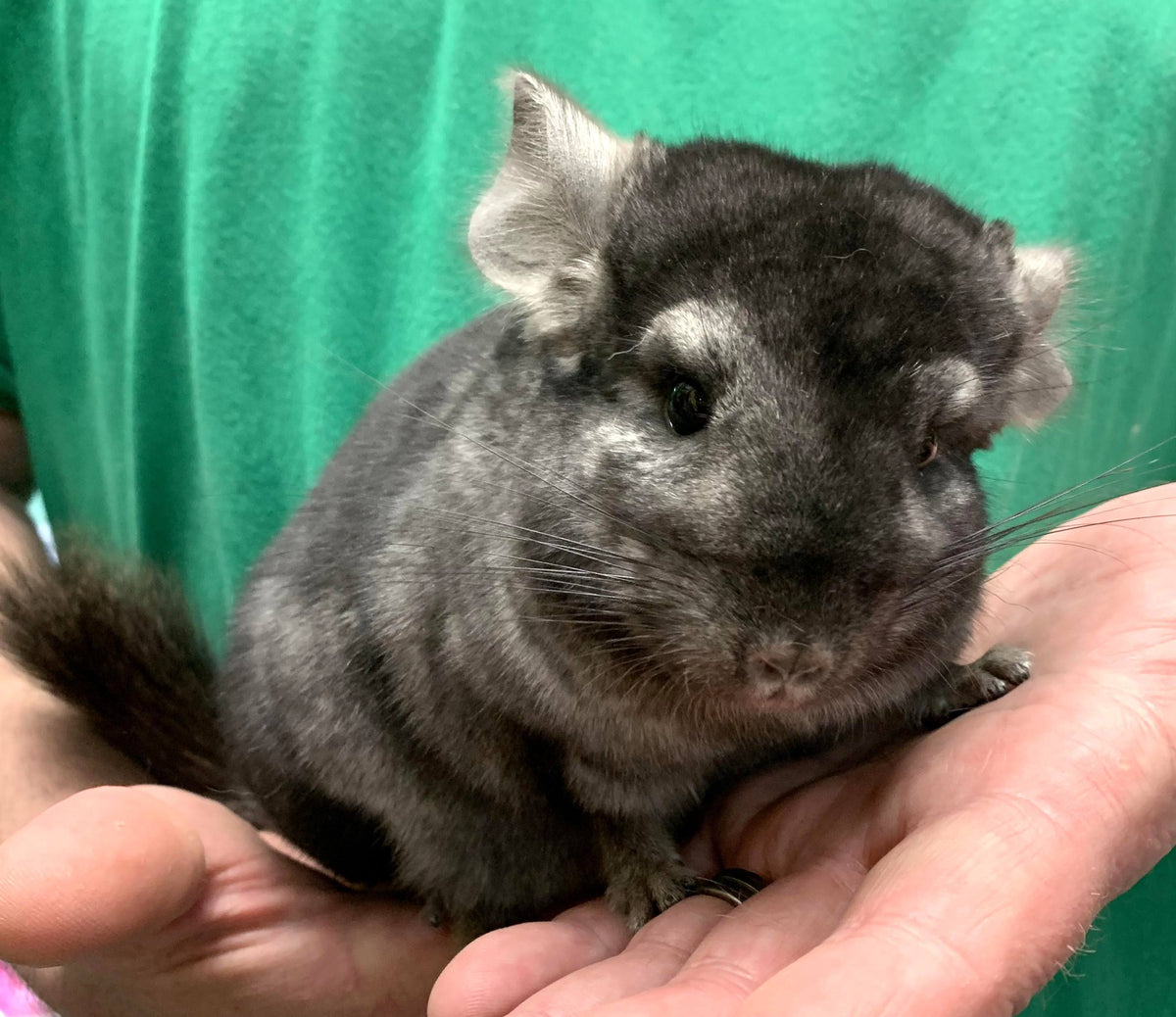 Chinchilla Babies