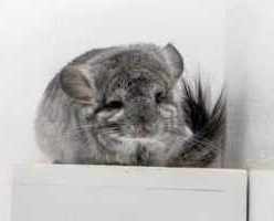 Chinchilla Babies