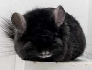 Chinchilla Babies