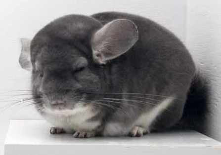 Chinchilla Babies