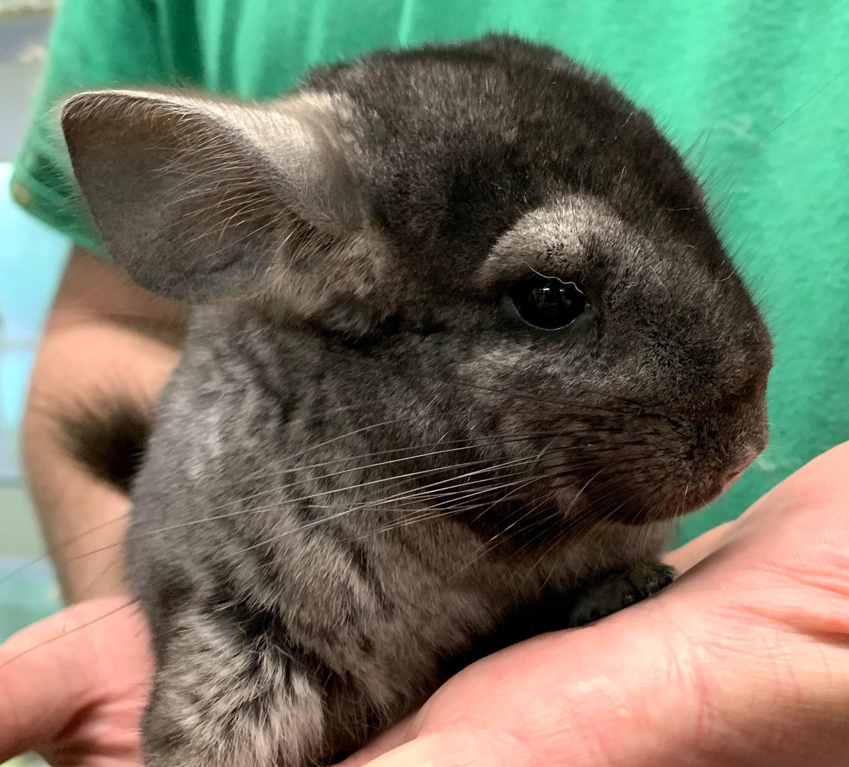 Chinchilla Babies
